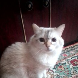 ���� �����, �����������, 57 ��� - ��������� 4 ���� 2023