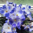 ���� ������, ������, 36 ��� - ��������� 8 ��� 2023