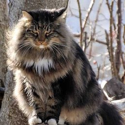 Murat, ������, 59 ���