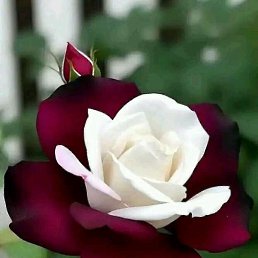 ���� Gugus, ������, 37 ��� - ��������� 20 ���� 2023