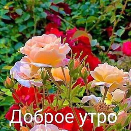 �����, ���, 60 ���