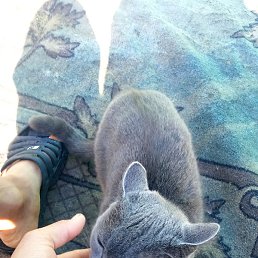 ��������, ������, 31 ���