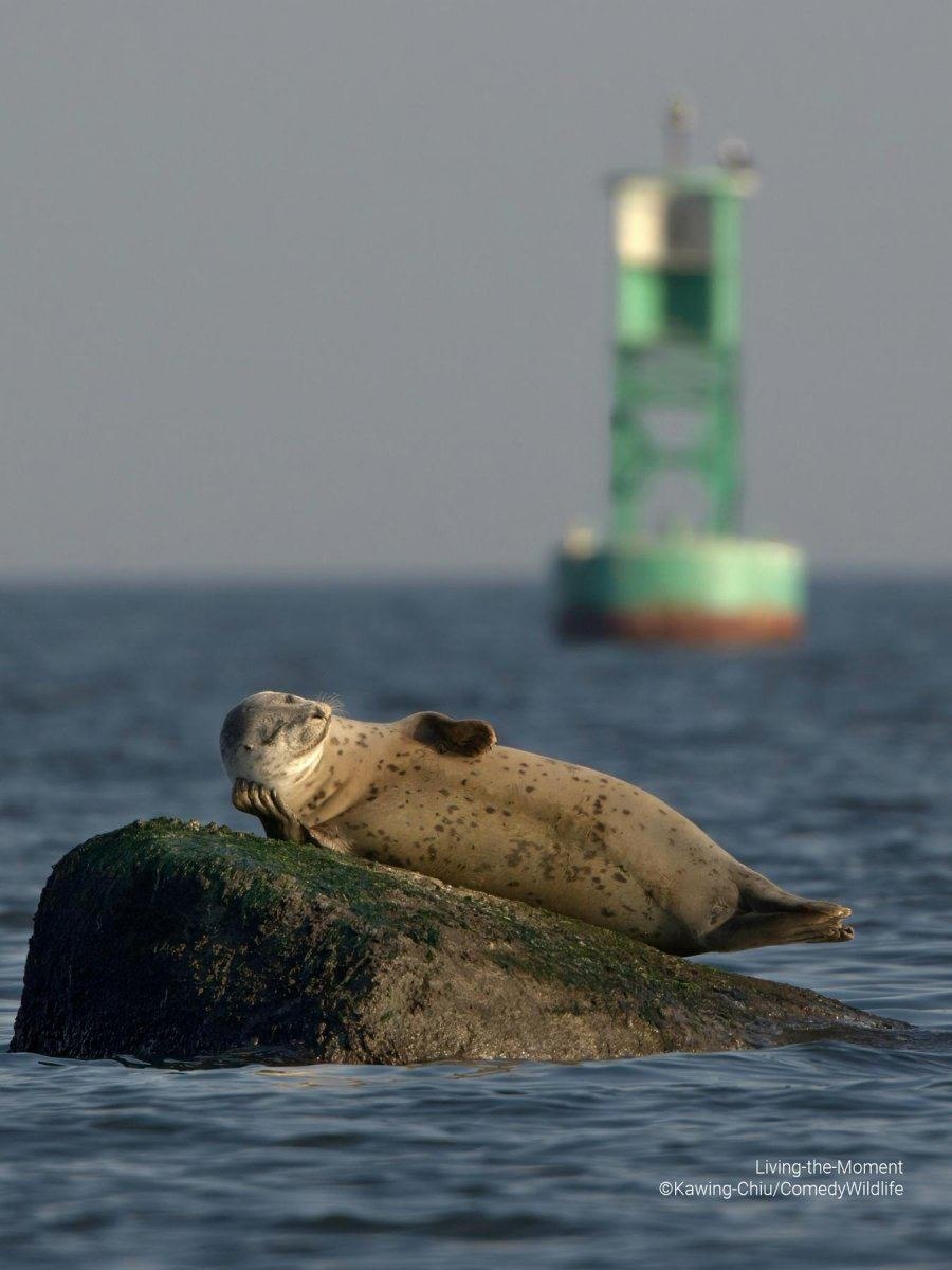 ���������� ��������� �������� �������� ���������� �������� Comedy Wildlife Photography Awards 2023. - 7