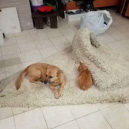 ���������, ����, 45 ���