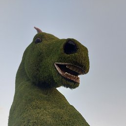 Bek, �����, 38 ���