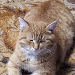 �������, ������, 96 ���