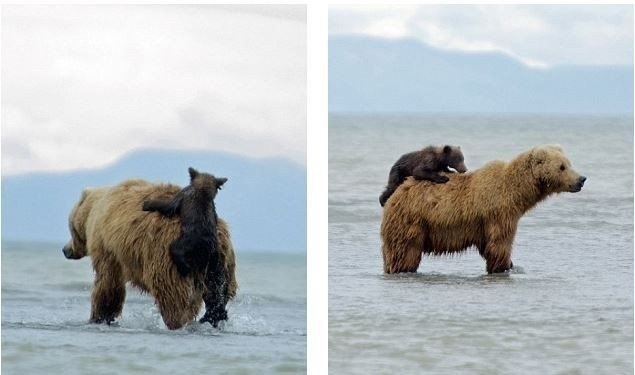    .        Katmai National Park ... - 4