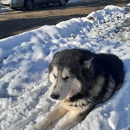 �������, ����������, 56 ���