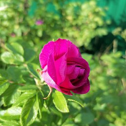 �������, �����-���������, 50 ���