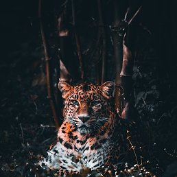 (��������, �����������, 33 ����