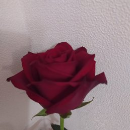 ��������, ���������, 45 ���