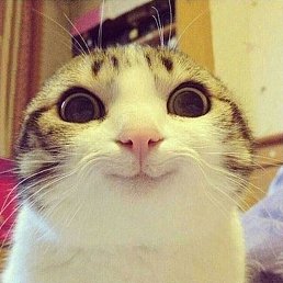 �������, ������