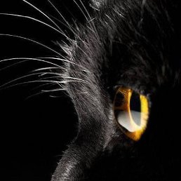 ������, �������, 45 ���