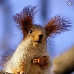 ������, ������ ��������, 46 ���