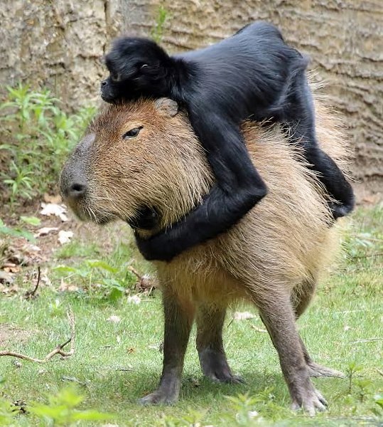 Картины для интерьера 50х70 Капибара - купить в интернет-магазине по низкой цене