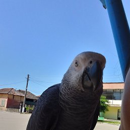 Ivan, �����, 44 ����