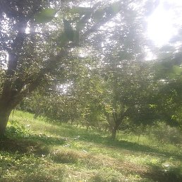 ����, ��������, 41 ���