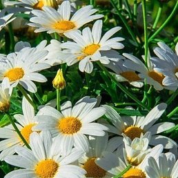 Larisa, ������, 38 ���