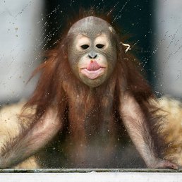 �������, ���������, 47 ���