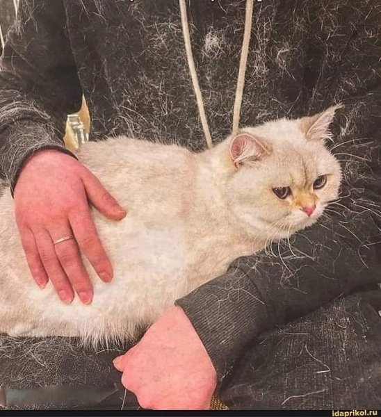 Коты придуманы природой, чтоб проживая год за шесть, нести в дома уют, заботу и шерсть...