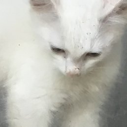 ������, ������, 40 ���