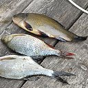 ���� ������, ������, 36 ��� - ��������� 15 ���� 2023 � ������ ���� ����������