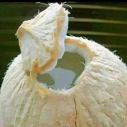 Salvador, �����������, 35 ���