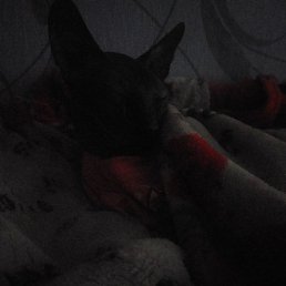 ����, �����������, 55 ���