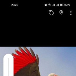 Abdi, �����, 38 ���