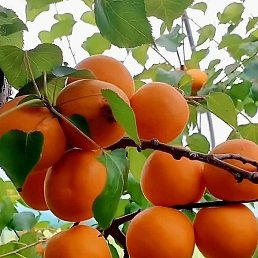 ��������, ������, 29 ���