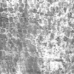 �������, �����������, 43 ����