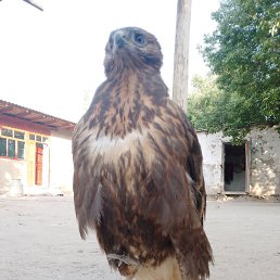 ����, �����-���������, 23 ����