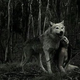 ��������, �����-���������, 41 ���