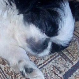 ���������, �����������, 68 ���