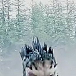 ���, ������, 32 ����