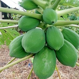 Alpha, ������, 36 ���