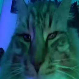 �������, ���������, 21 ���