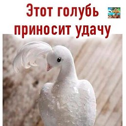 �������, ������������, 53 ����