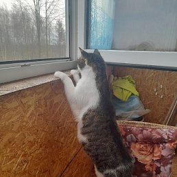 ���, �����-���������, 55 ���