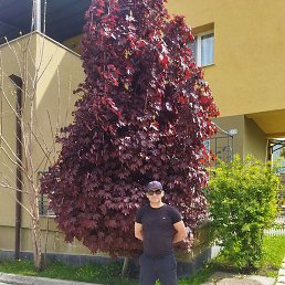 V, ������, 39 ���