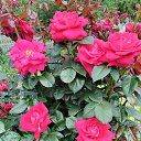 ���� �������, ������, 42 ���� - ��������� 2 ���� 2023 � ������ ���� ����������