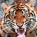  Andrey,  -  11  2023    