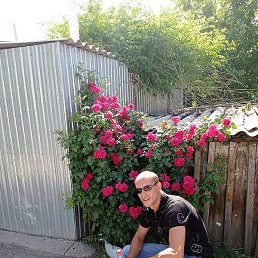 �������, ������, 37 ���