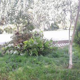 ��������� ��������, �������, 38 ���