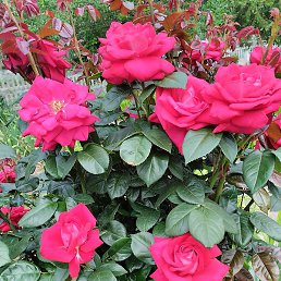 �������, ������, 42 ����