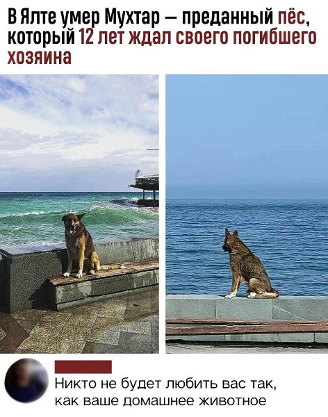 Хозяин пса был спасателем и однажды не вернулся из моря, а его преданный друг регулярно приходил на ...