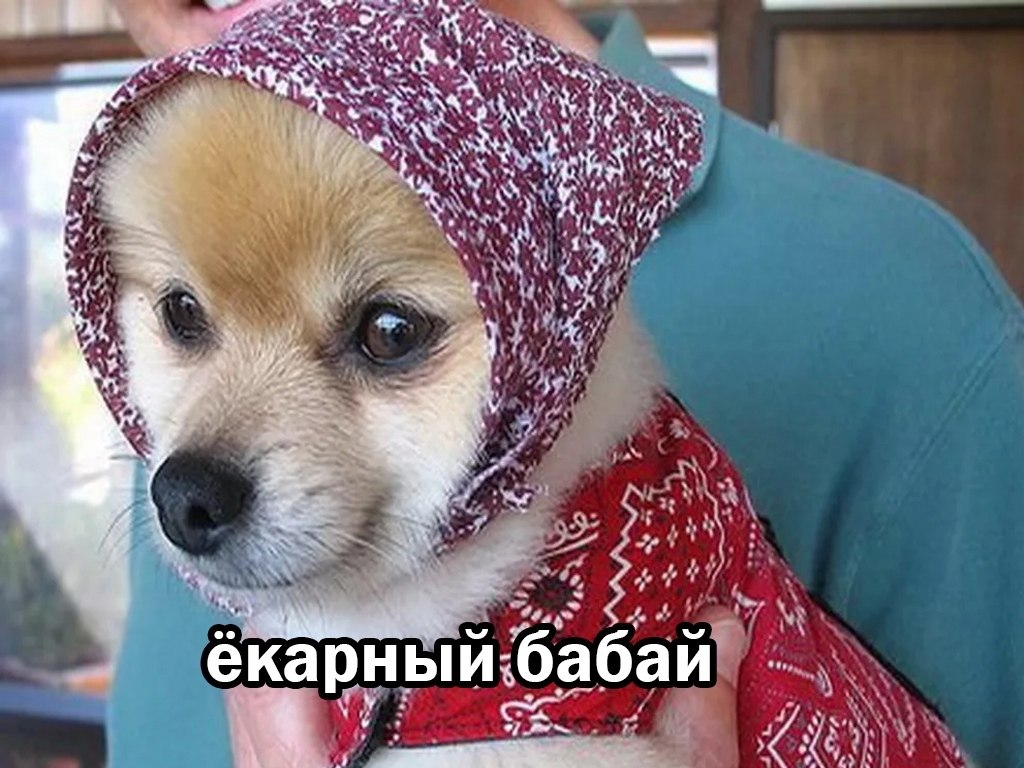 Собака в платке мем