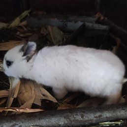 Gorik, ����, 48 ���