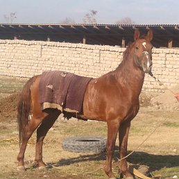 ���� ��������, ������, 37 ��� - ��������� 2 ����� 2023