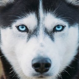 ������, ���, 43 ����